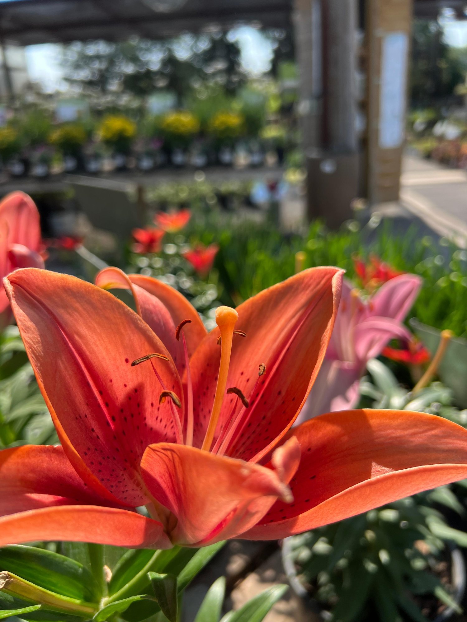 Plant & Flower Seasonal Sales Colonial Gardens